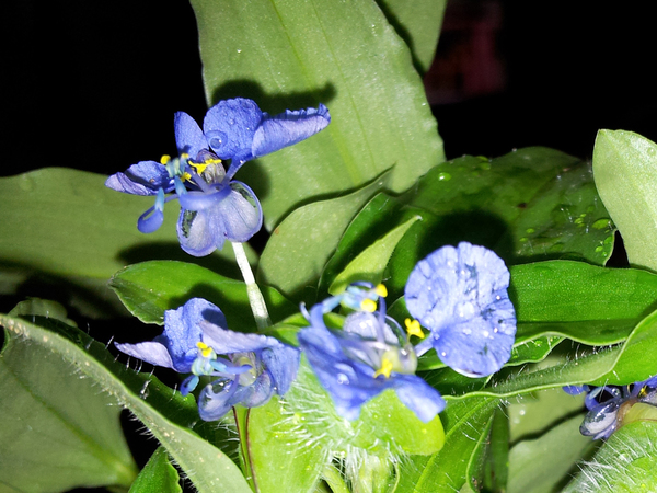 a pretty monsoon weed 600